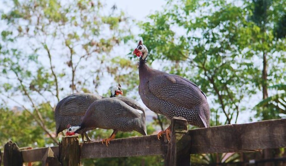 Фото Pousada Jovimar