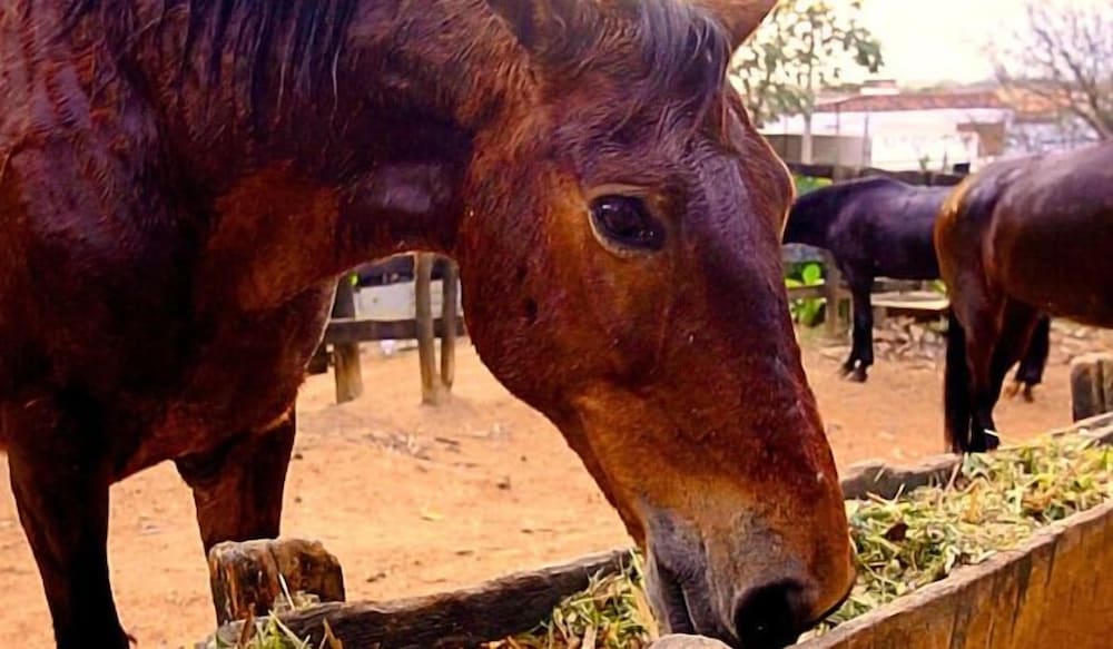 Фото Pousada Jovimar