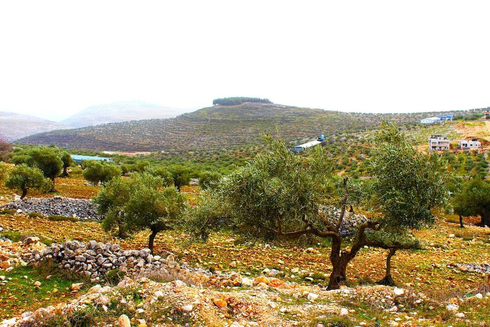 Фото Taybeh Golden Hotel