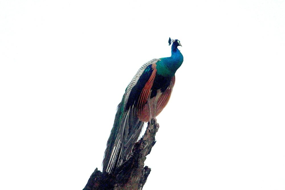 Фото Mahagedara Wellness Retreat