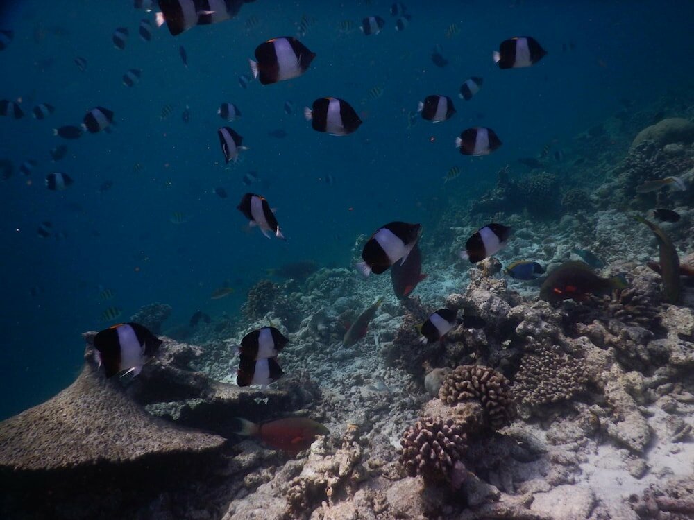 Фото Rasdhoo Coralville Hotel