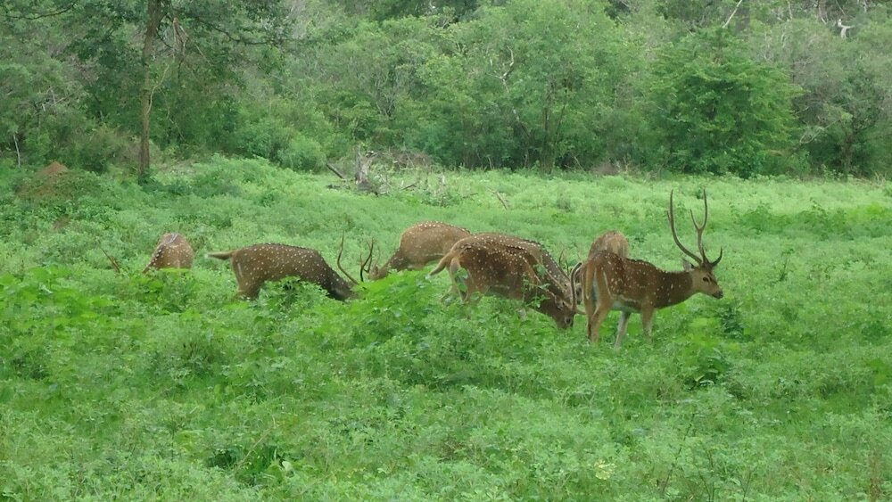 Фото Heina Nature Villa Colombo