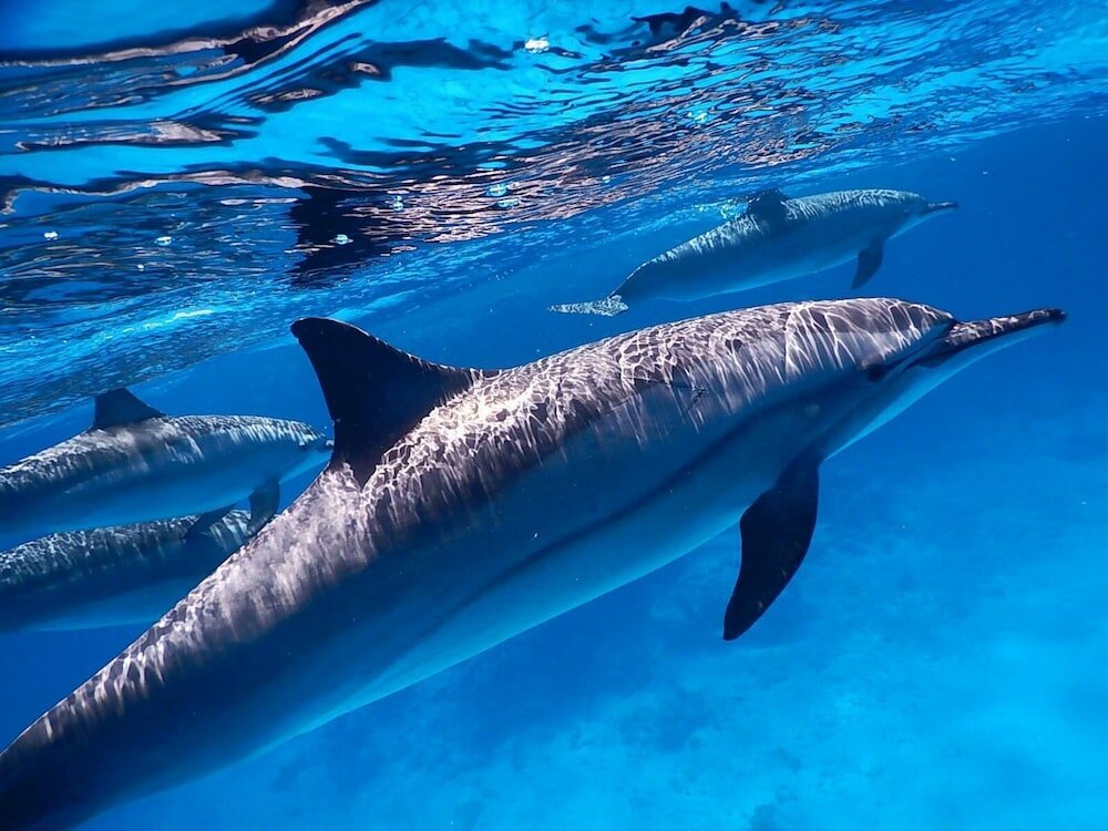 Фото Marsa Shagra Village