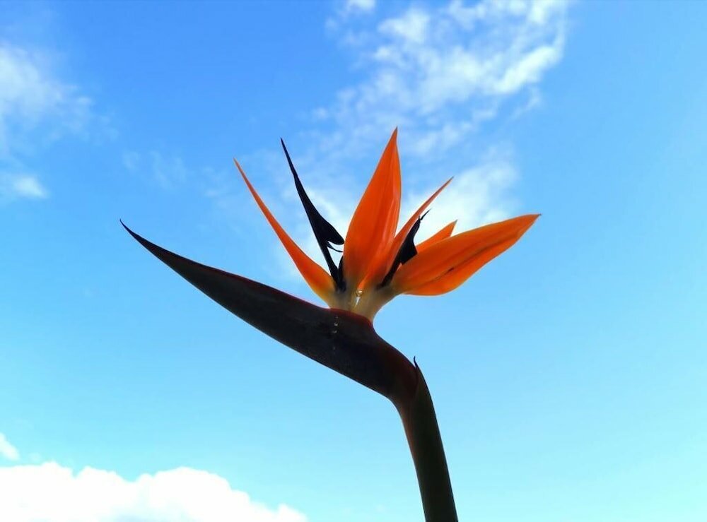 Фото Hotel Tea Praia