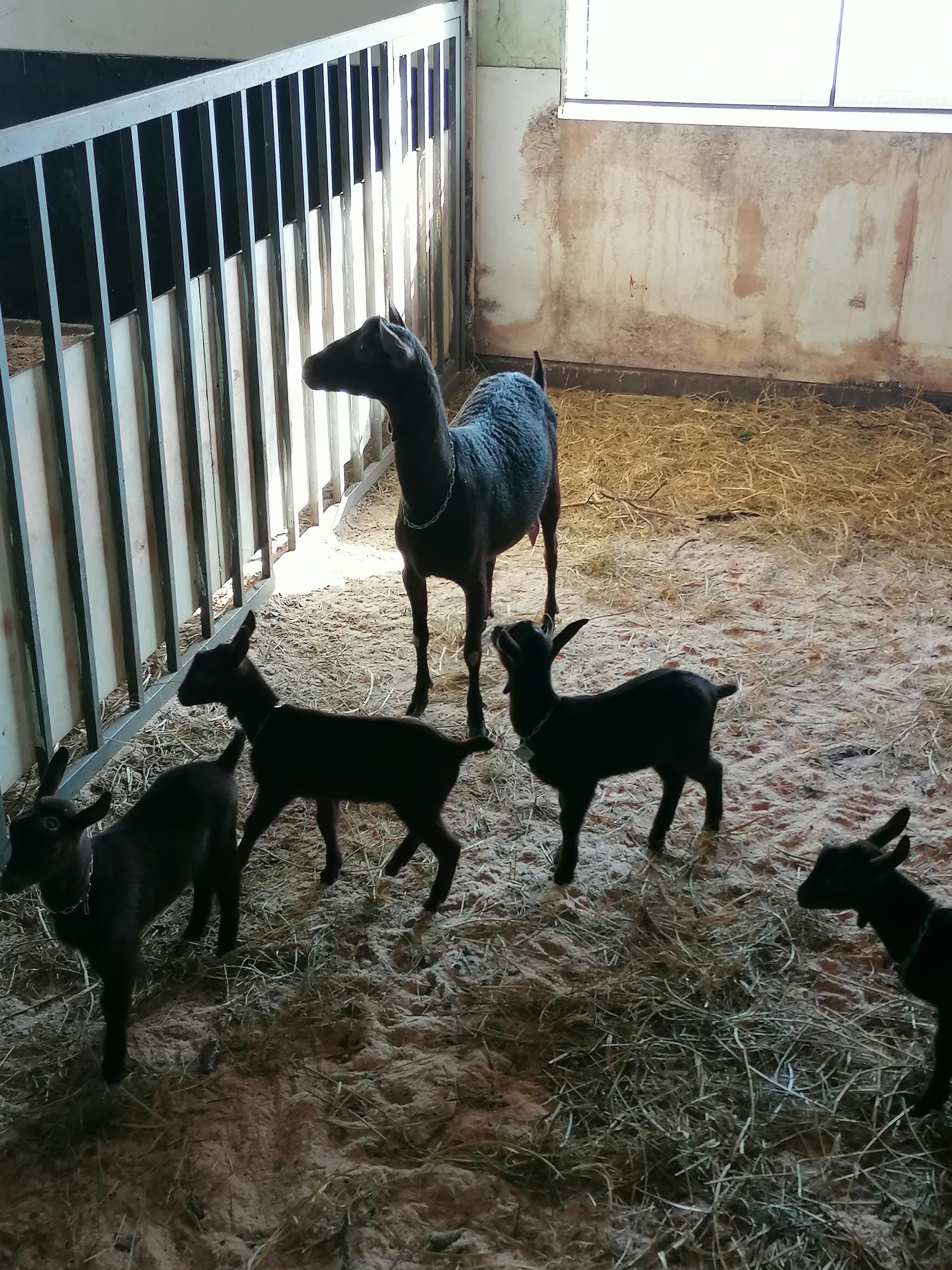 Фото Tasin-Bor Farm