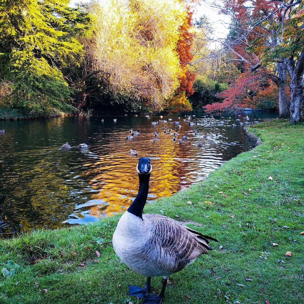 Фото James Bay Inn Hotel & Suites