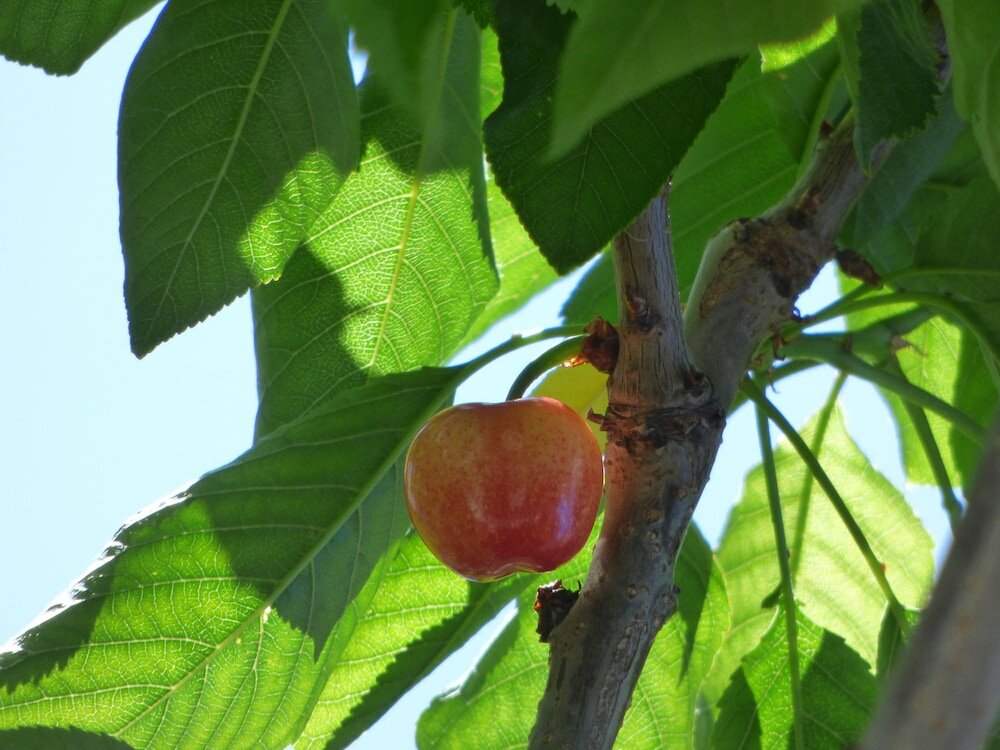 Фото Hostal Campo Nuevo