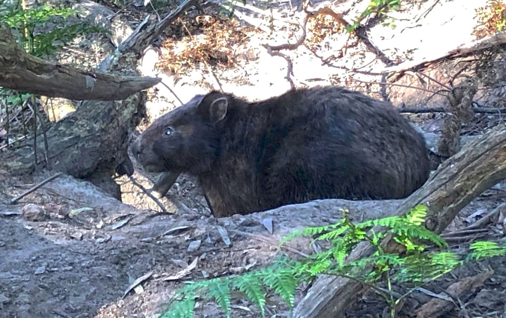 Фото Valley Farm Vineyard Cottages