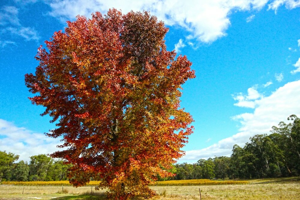 Фото Valley Farm Vineyard Cottages