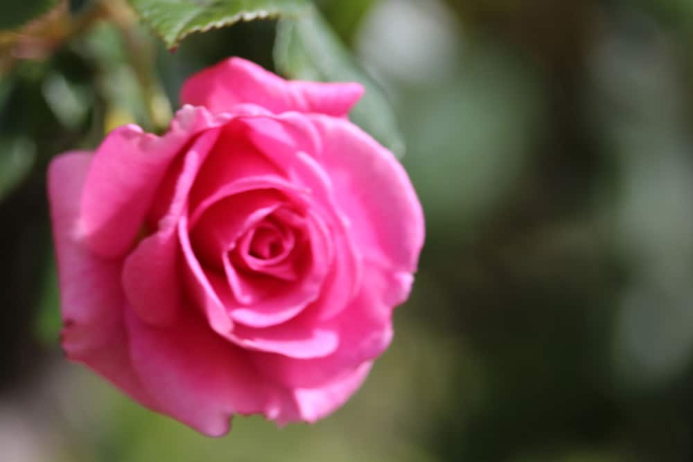 Фото Barossa House