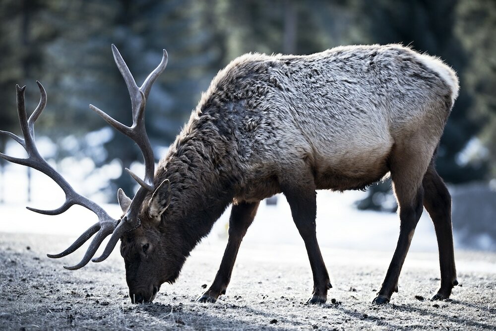 Фото Fairmont Jasper Park Lodge