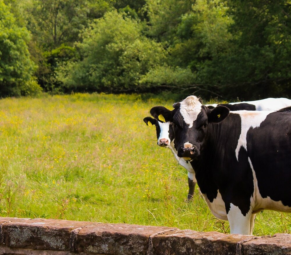 Фото Thornton Hall Hotel and SPA