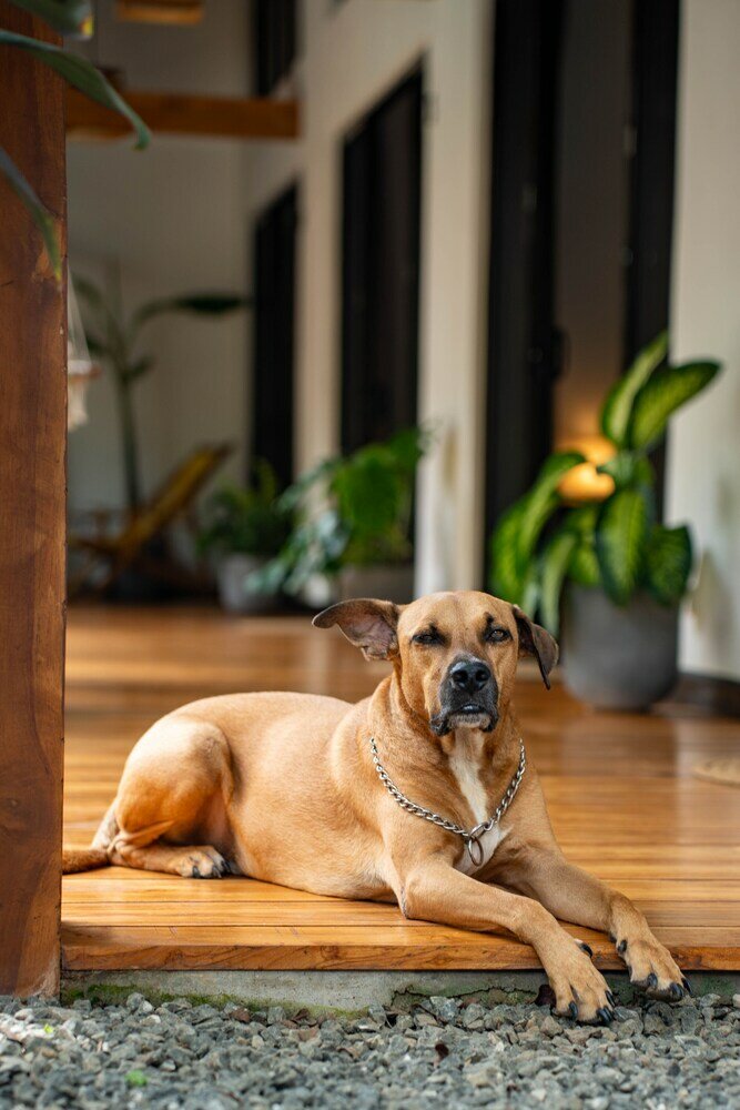 Фото Villa Ave del Paraíso