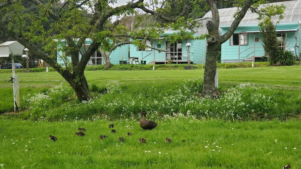 Фото Dickson Holiday Park