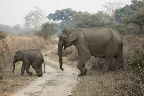 Гостиница The Rangers reserve Jim Corbett
