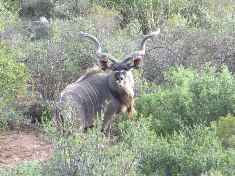 Фото Rooiberg Safaris