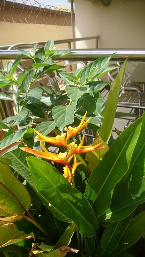 Фото The Golden Apple