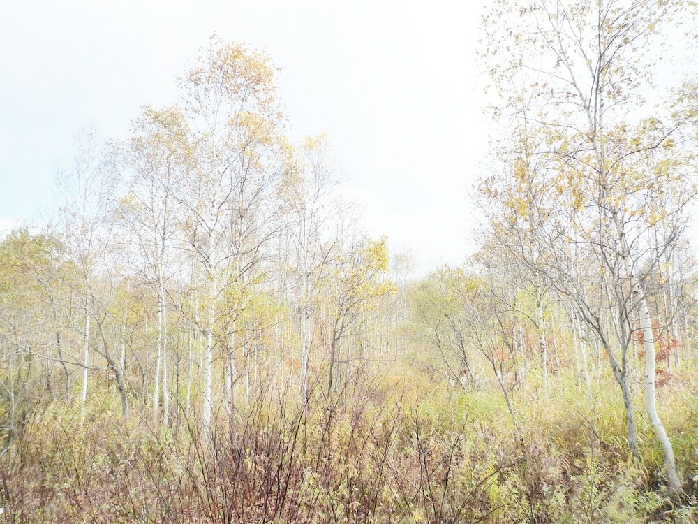 Фото Resort House Niseko First