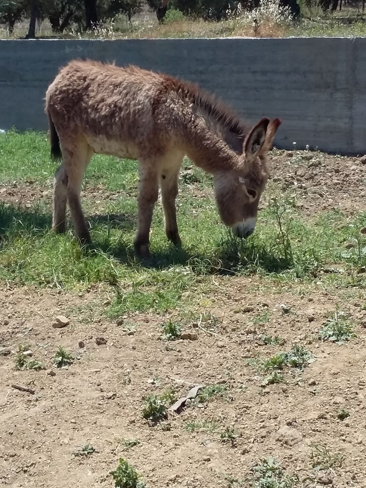 Фото Agriturismo Fieri