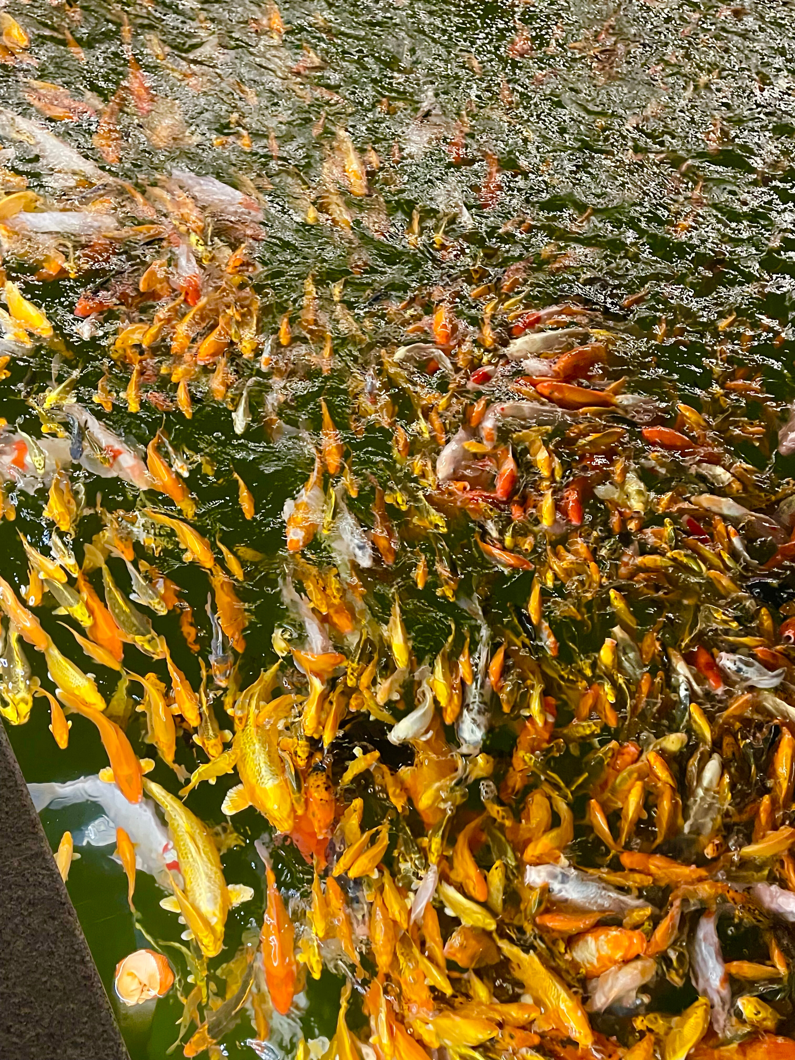 Фото Orion Hotel