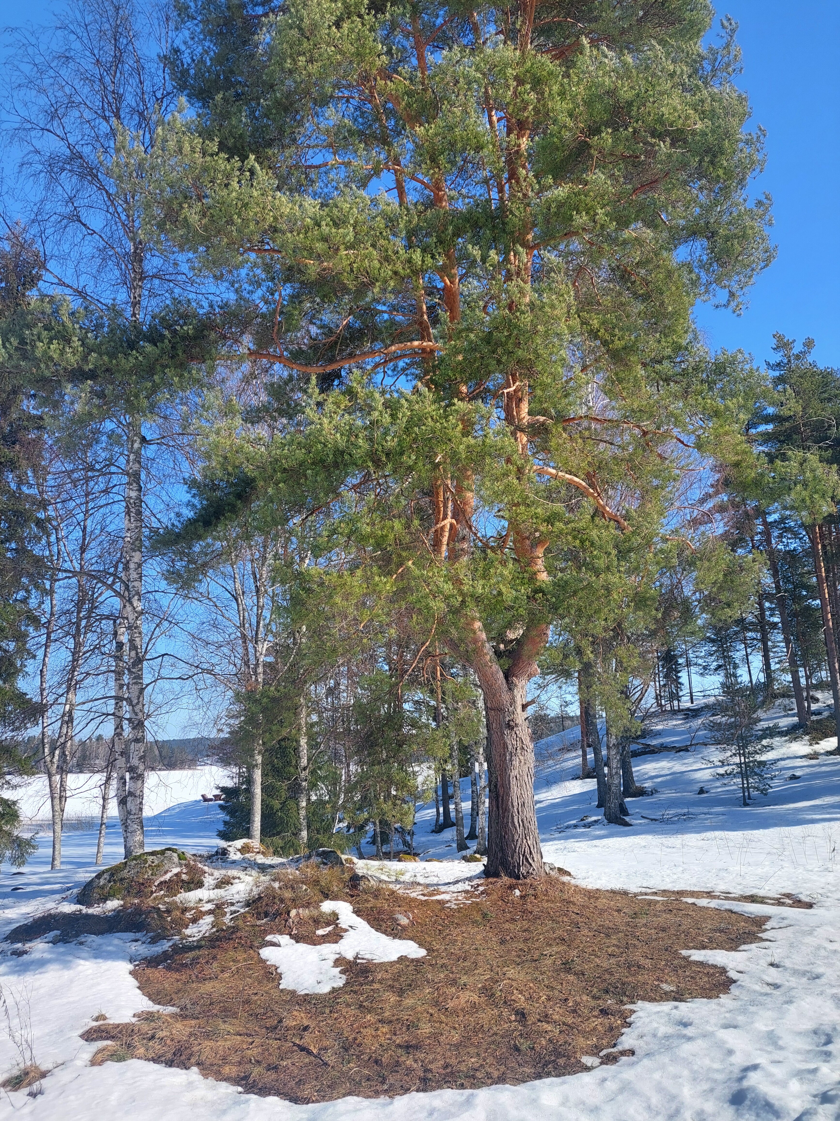 Фото Домики Ихоярви