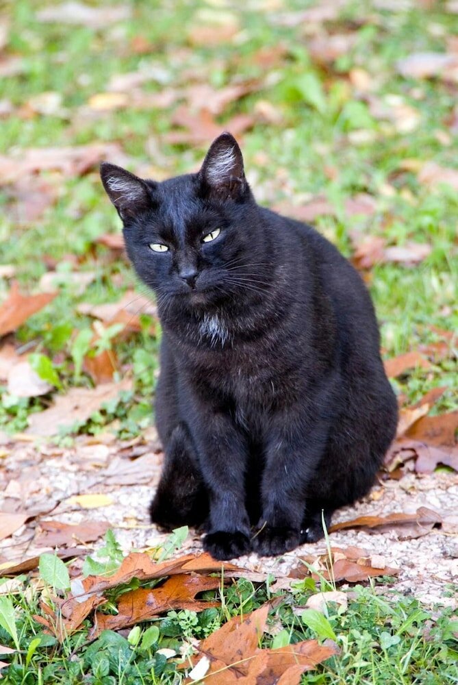 Фото B&b La Casa in Collina