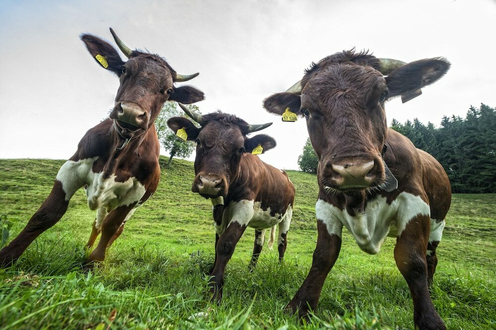 Фото Hotel-Gasthof Sonnenbichl