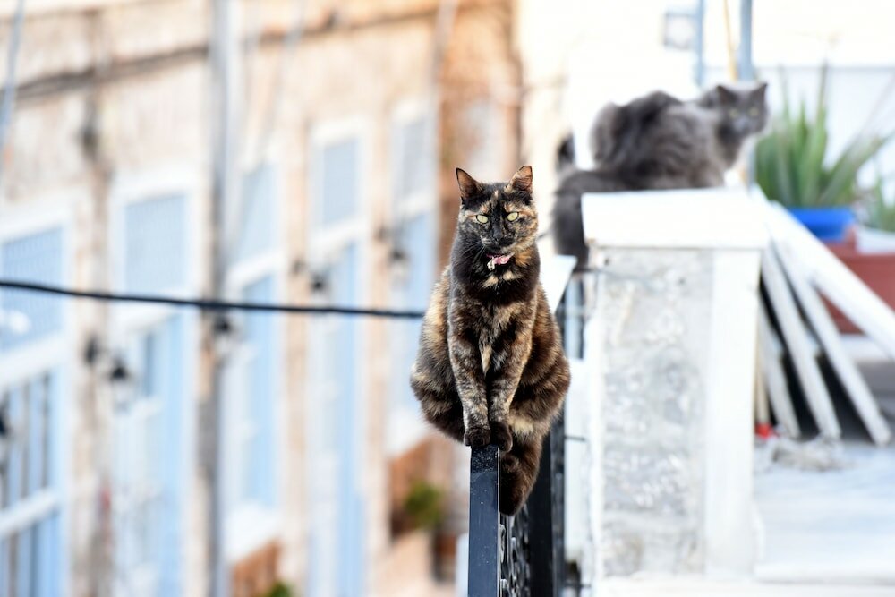 Фото Апартаменты Hydra's Pearl