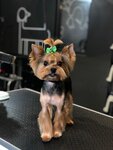 Barberdog (просп. Юрия Гагарина, 245), зоосалон, зоопарикмахерская в Алматы