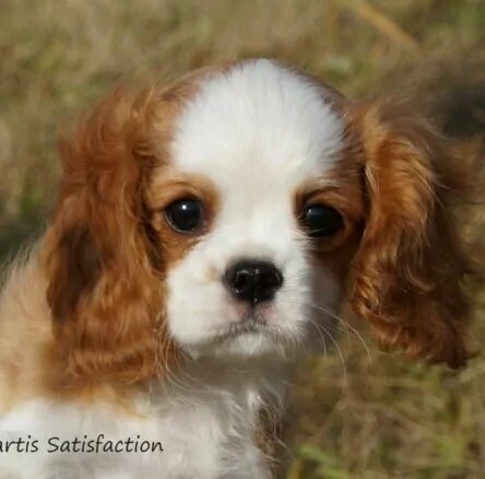Azartis kennel club Cavalier King Charles Spaniel animal nursery Mytischi ulitsa Klary Tsetkin 28 Yandex Maps