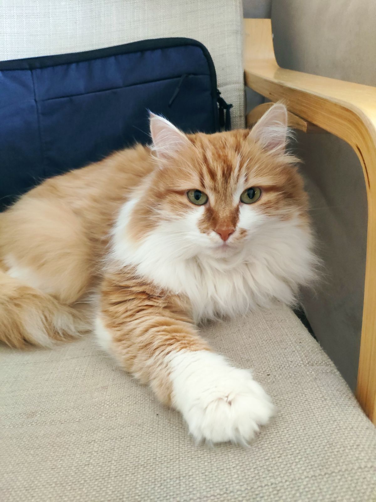 Фото Марциаль