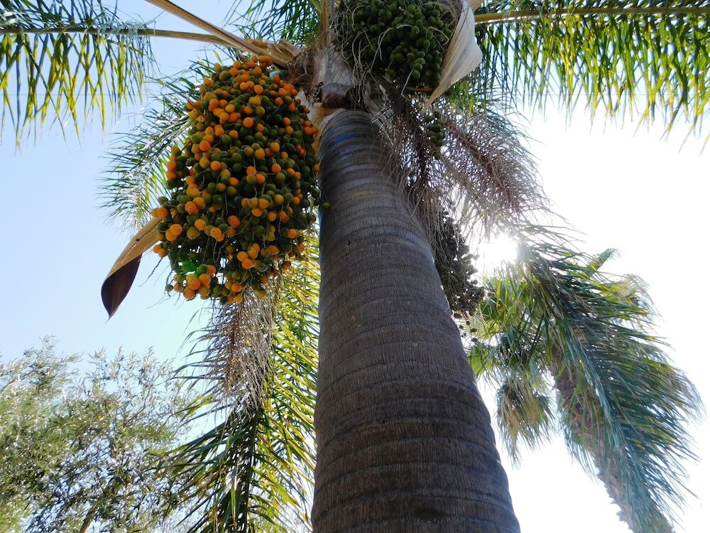 Фото Agriturismo Case Sgaraglino