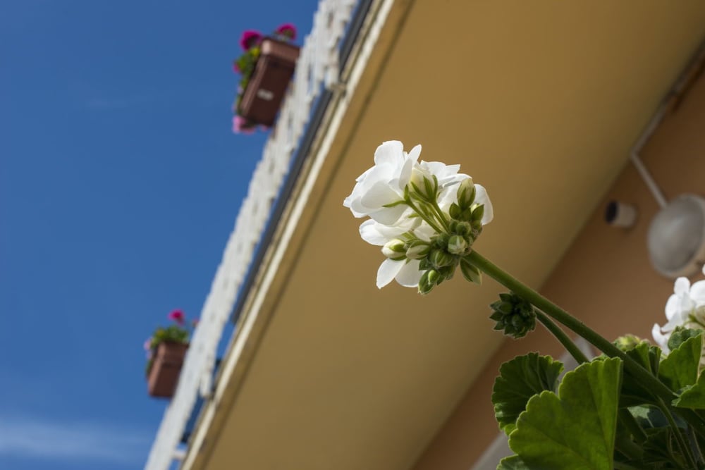 Фото Affittacamere Elena