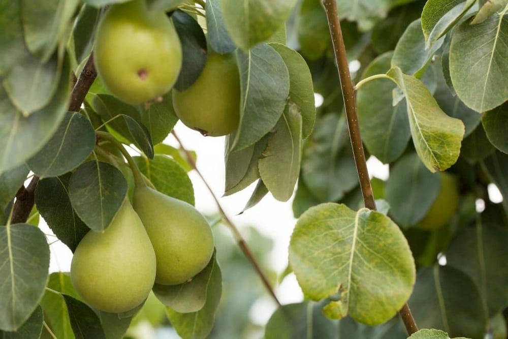 Фото Agunì Agriturismo & Locanda