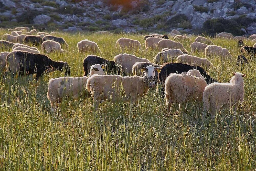 Фото Lasinthos Eco Park