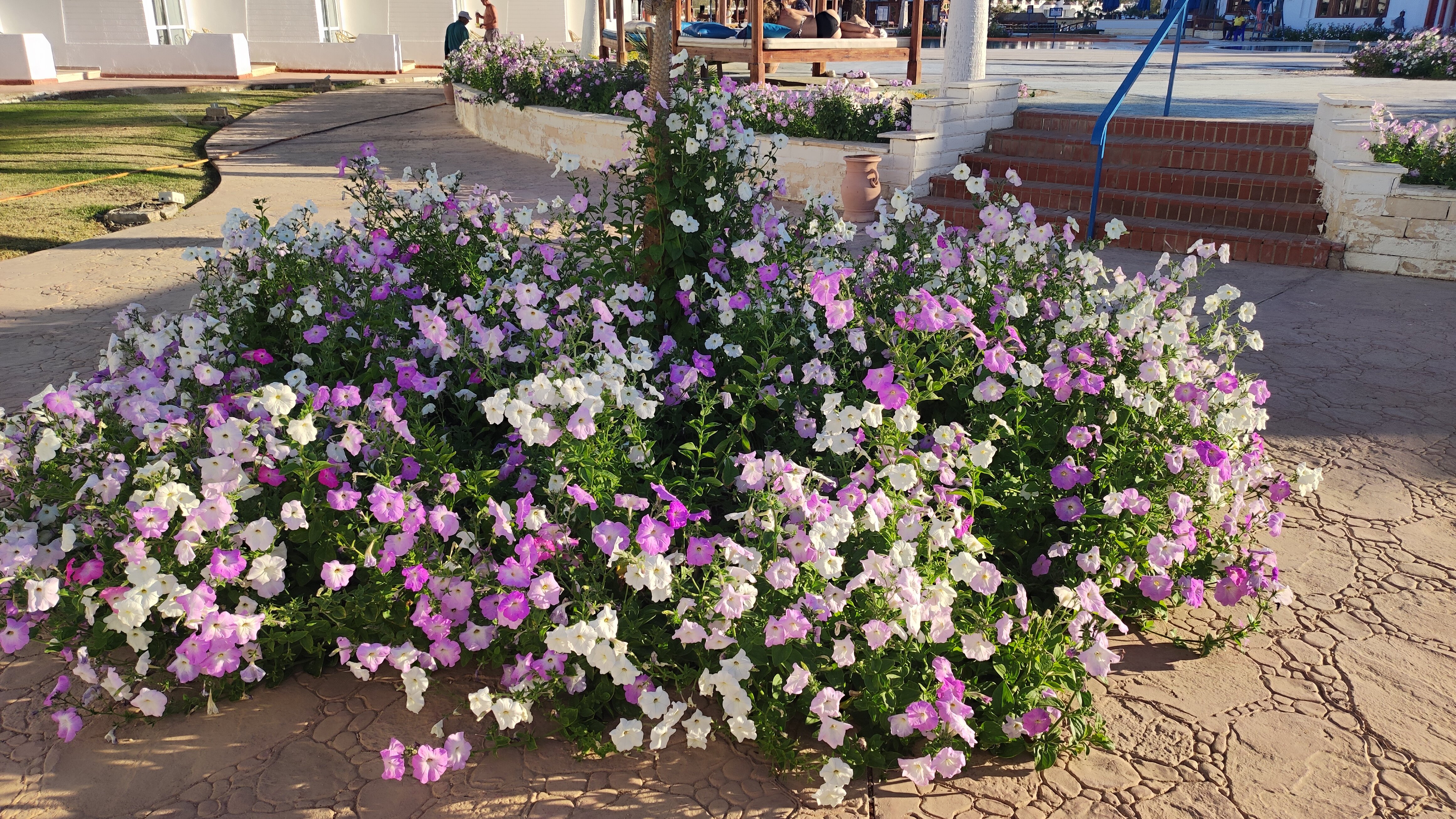 Фото Dreams Vacation Resort - Sharm El Sheikh