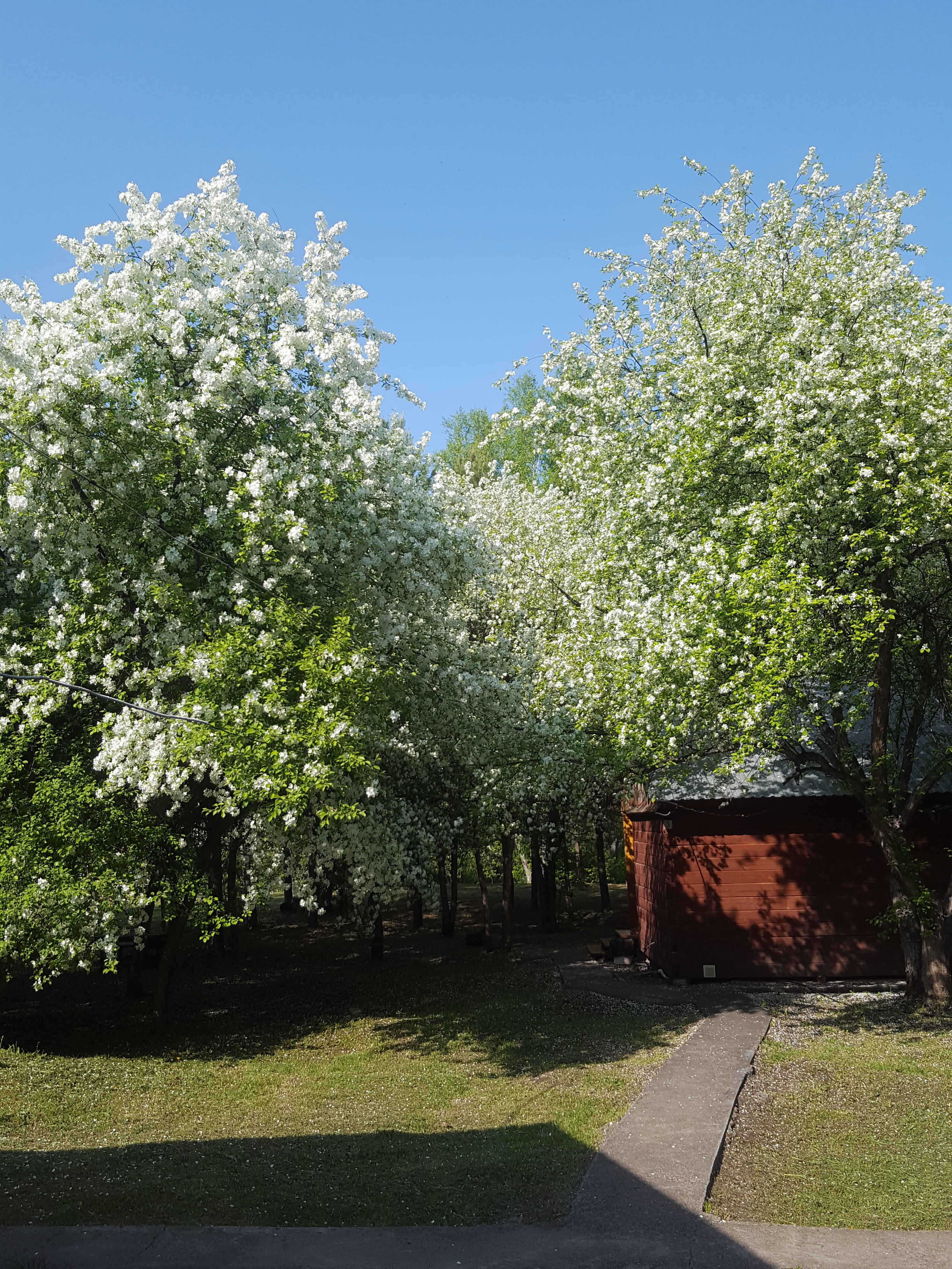 Фото Летний сад