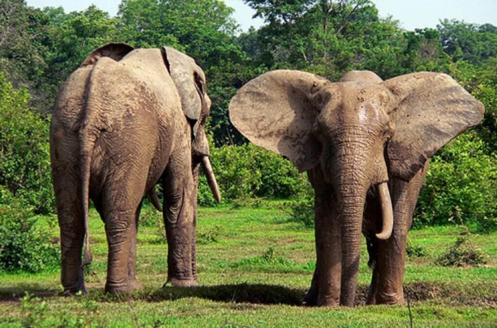 Фото Marrets International