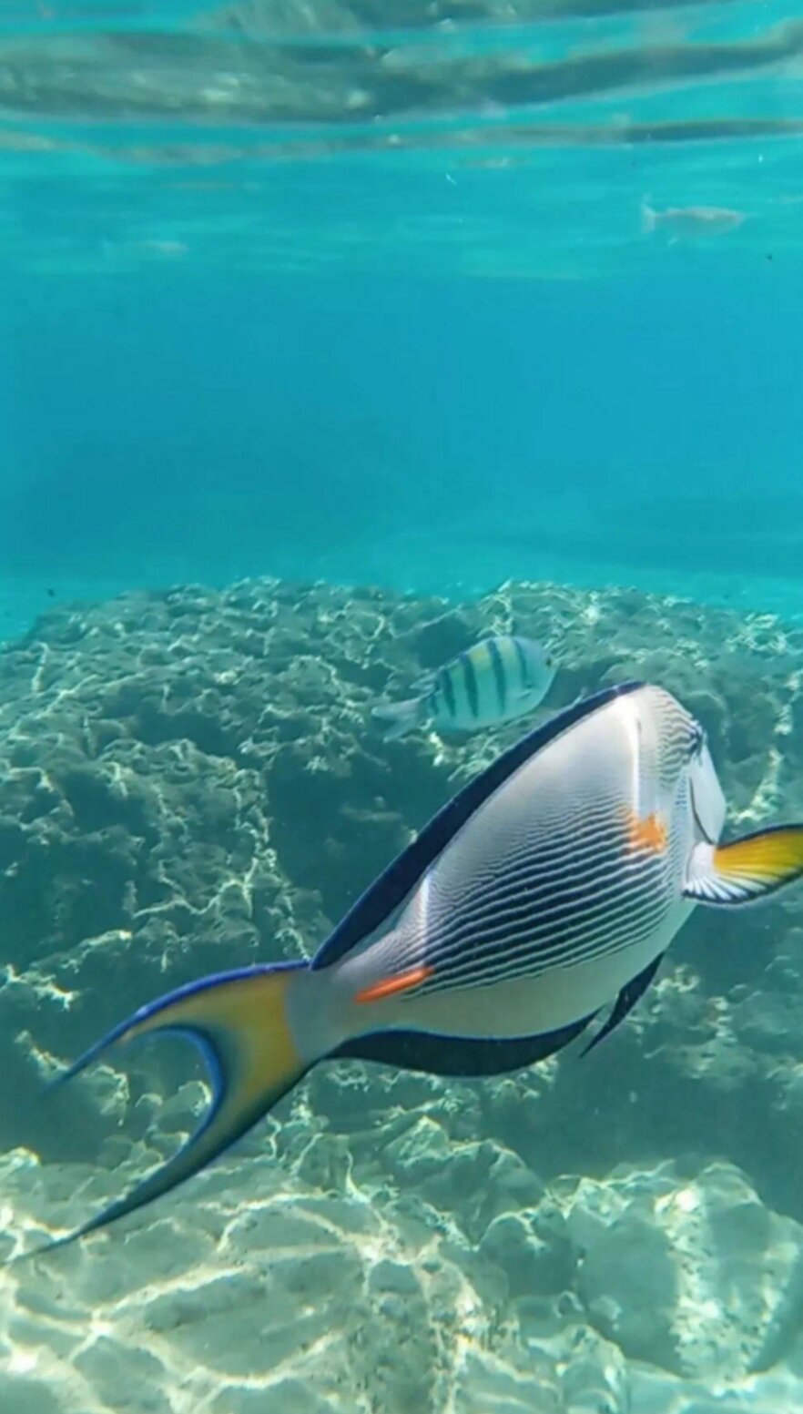 Фото Cataract Sharm Resort