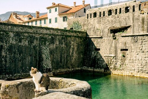 Внешний вид отеля D & Sons Apartments в Которе, фото 3