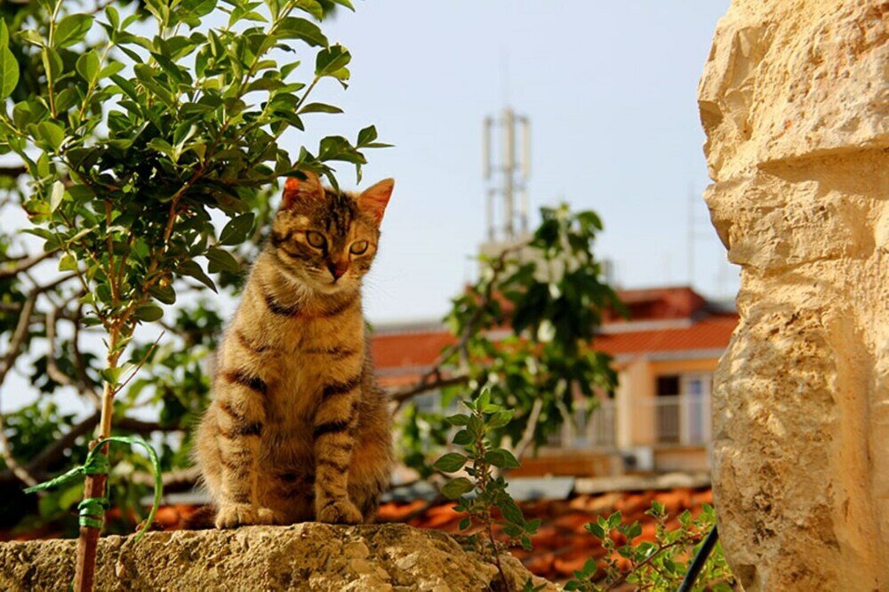 Фото Neno - 50 m From Center - A2