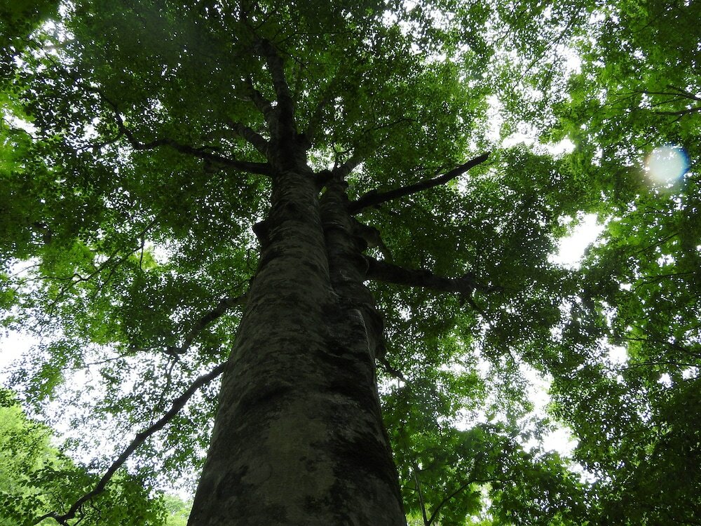 Фото Mori no Bunko Fuzawa