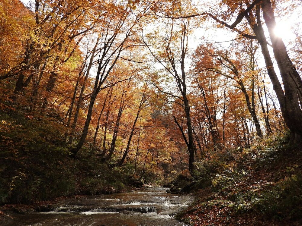 Фото Mori no Bunko Fuzawa