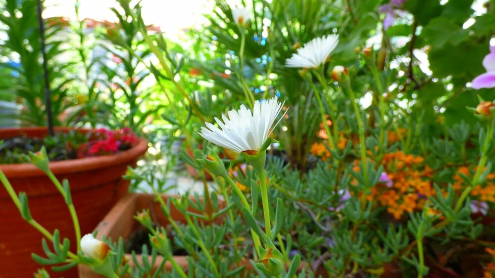 Фото Hostal Campo Nuevo