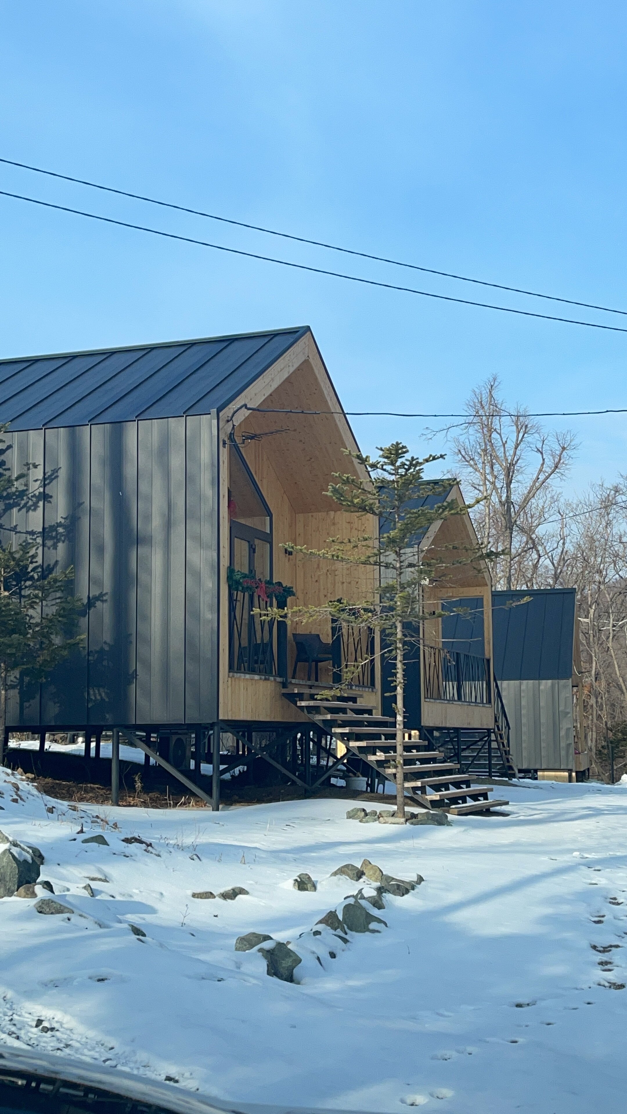 Фото Pine Family