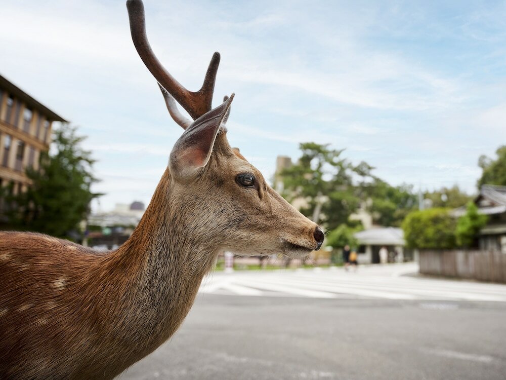 Фото Sarusawaike Yoshidaya