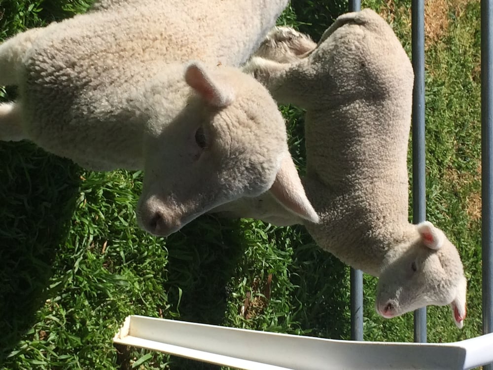 Фото Jugiong Motor Inn