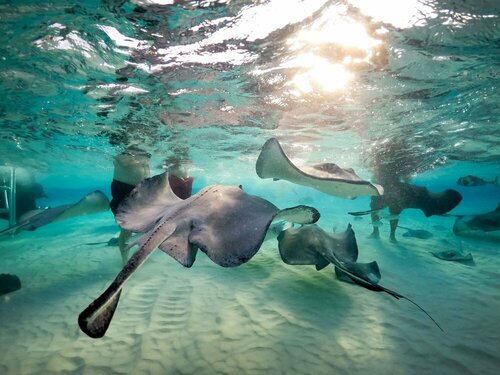 Гостиница Wyndham Reef Resort Grand Cayman