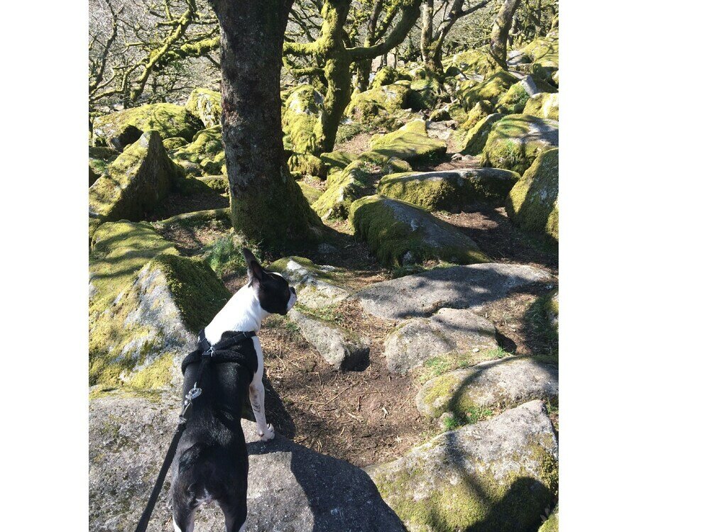 Фото The Bedford Hotel