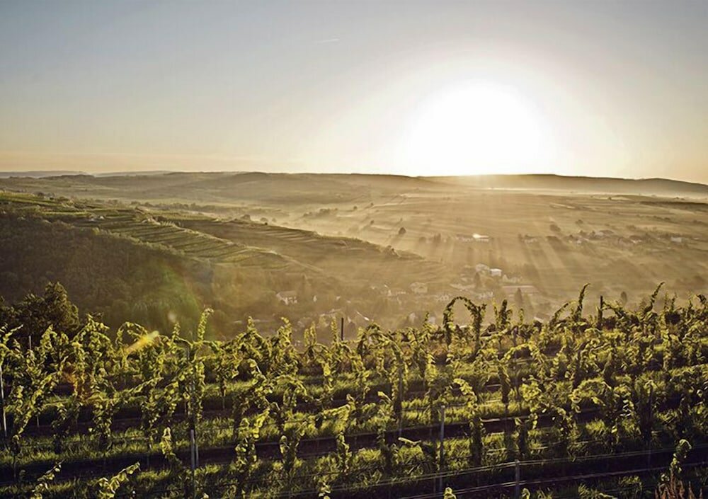 Фото Loisium Wine & SPA Hotel Langenlois